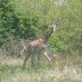 Girafe Kordofan Parc Bamingui-Bangoran