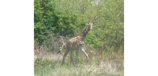 Girafe Kordofan Parc Bamingui-Bangoran